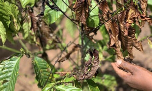 Coffee Prices Surge: What Café Owners and Consumers Need to Know