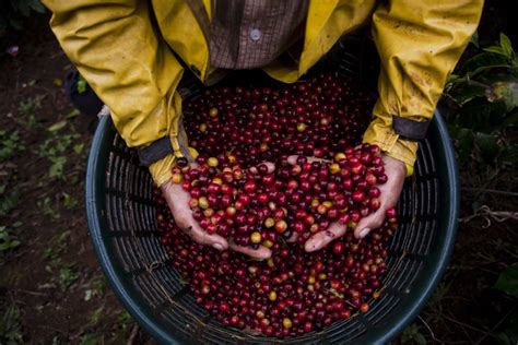 Subscription Coffee