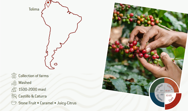 Organic Colombian Excelso E/P Washed Arabica Coffee