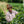 Indonesian Bukit Marante (Genuine Sulawesi Kalosi Toraja) Coffee