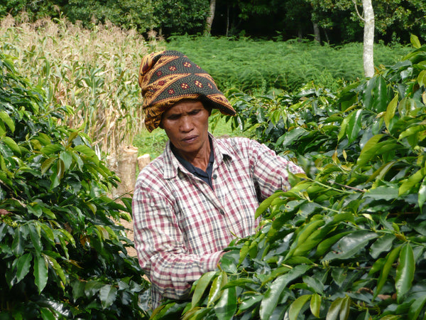 Indonesian Bukit Marante (Genuine Sulawesi Kalosi Toraja) Coffee
