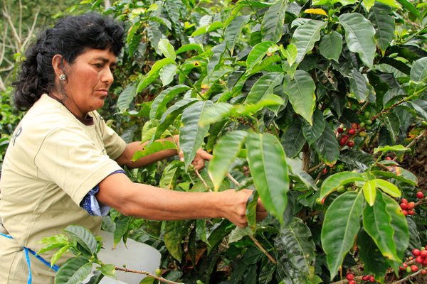 Colombian Swiss Water Decaffeinated Organic Coffee