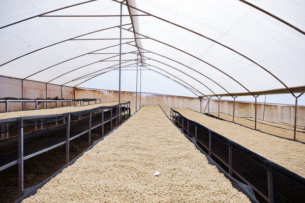 Organic Colombian Excelso E/P Washed Arabica Coffee